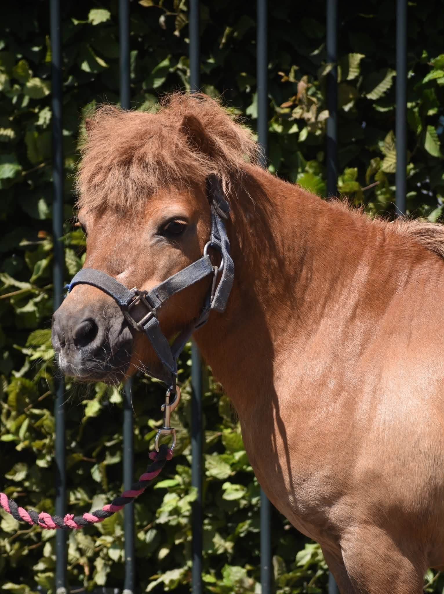 shetland pony ruin 16 jaar vos te koop - Foto 5
