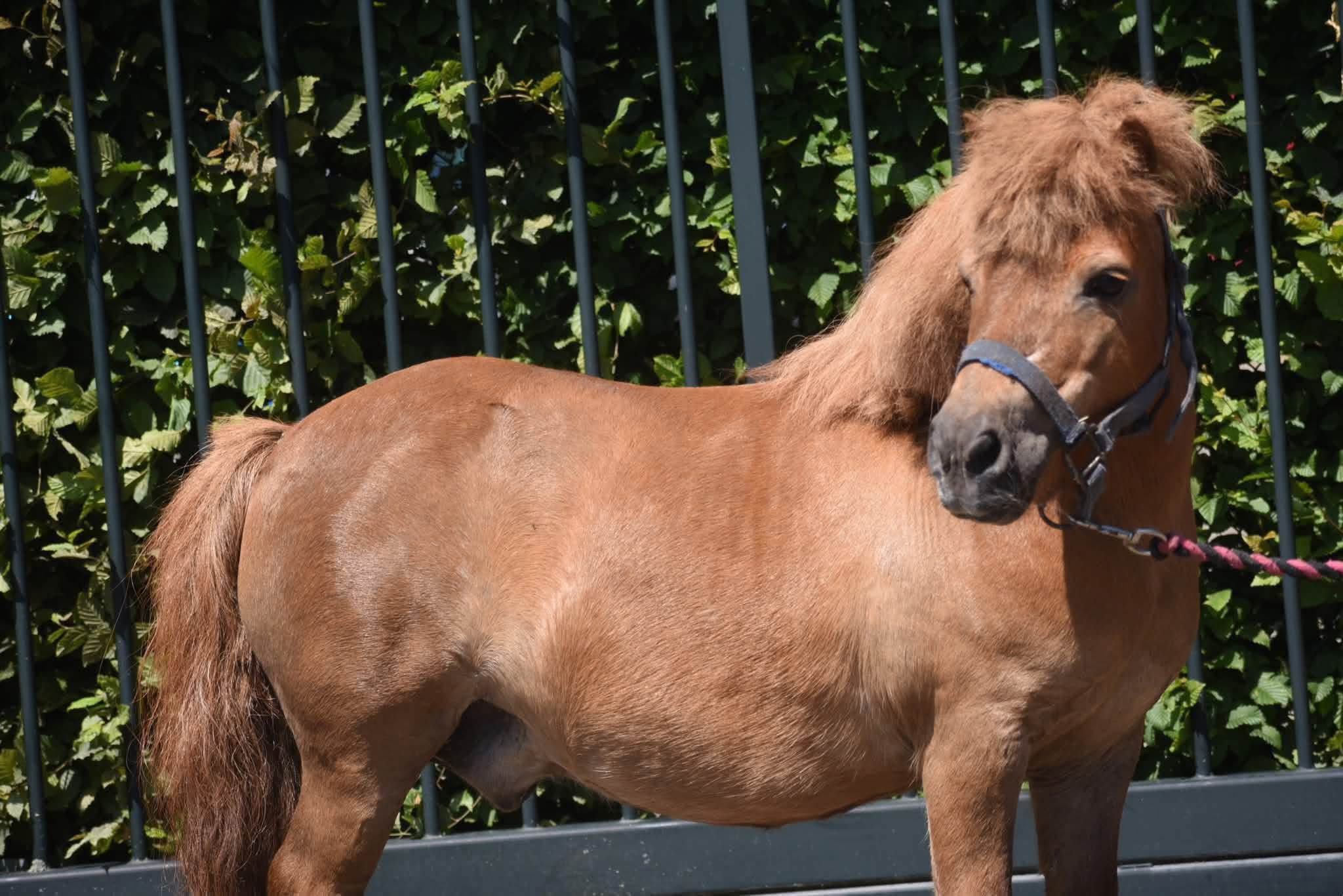 shetland pony ruin 16 jaar vos te koop - Foto 3