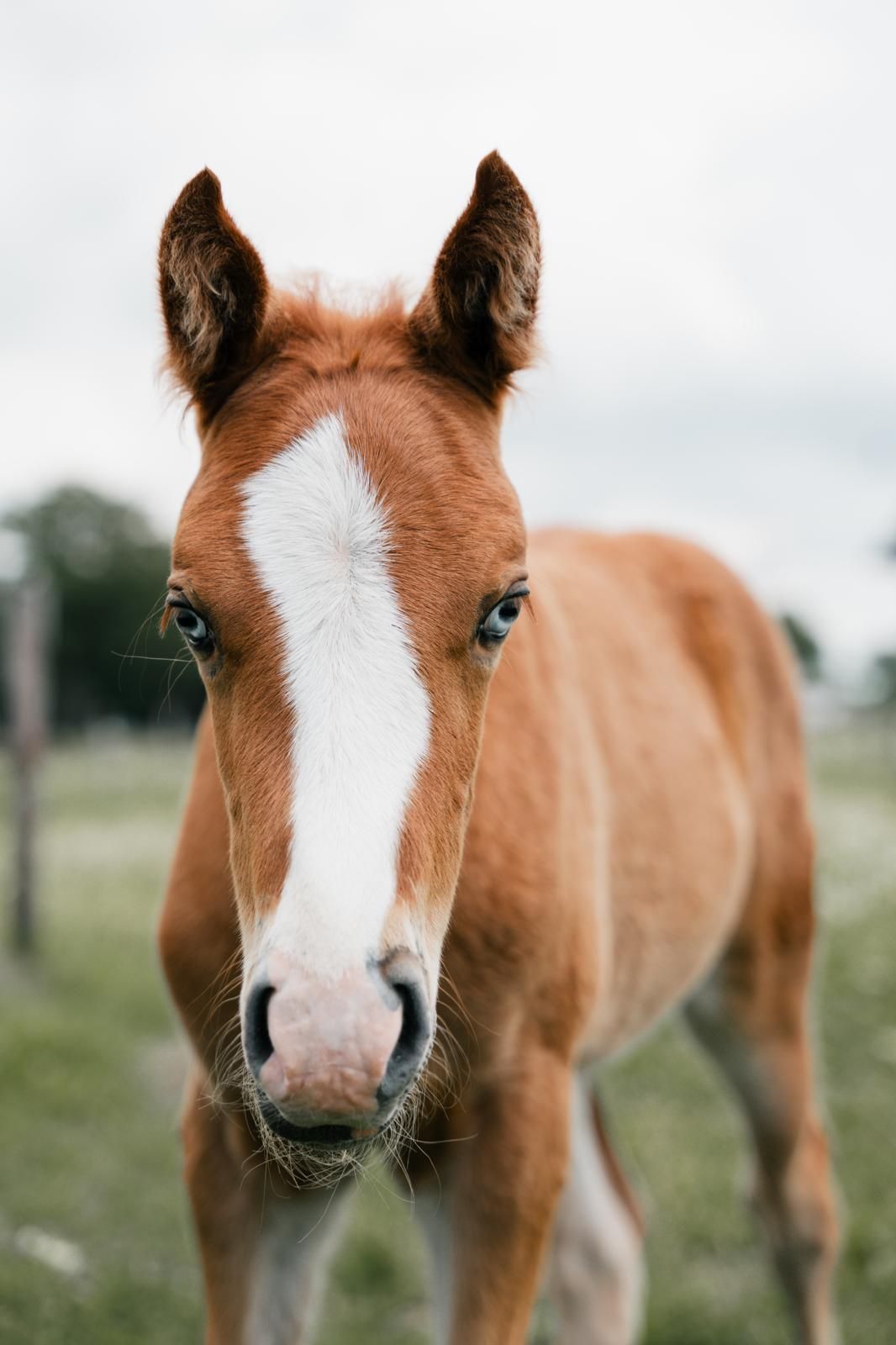 new-forest allround-pony hengst 0 jaar vos te koop - Foto 3
