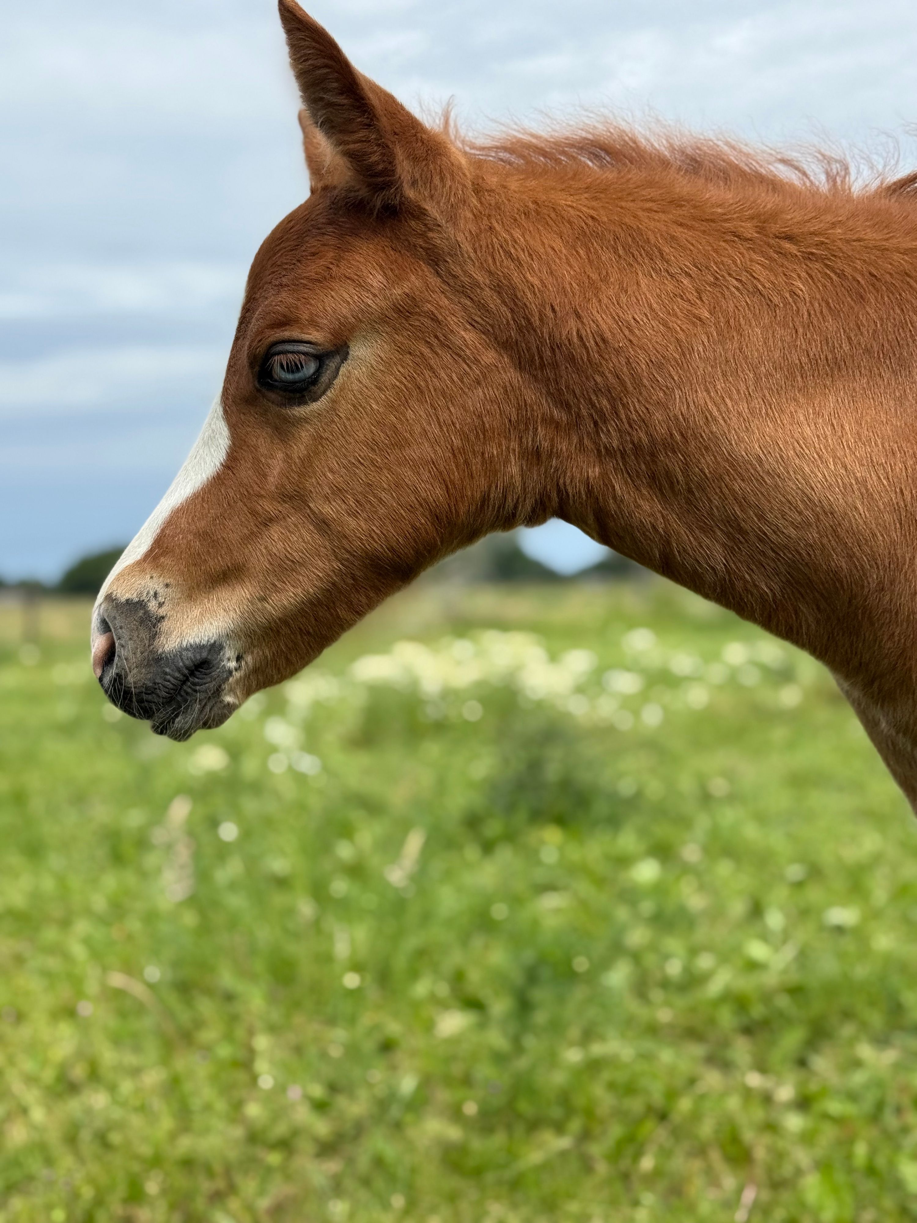new-forest allround-pony hengst 0 jaar vos te koop - Foto 2