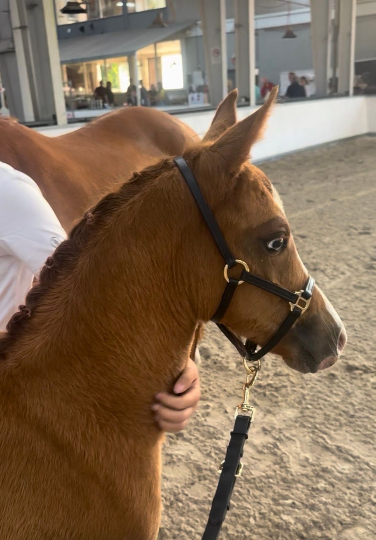 new-forest allround-pony hengst 0 jaar vos te koop - Foto 5