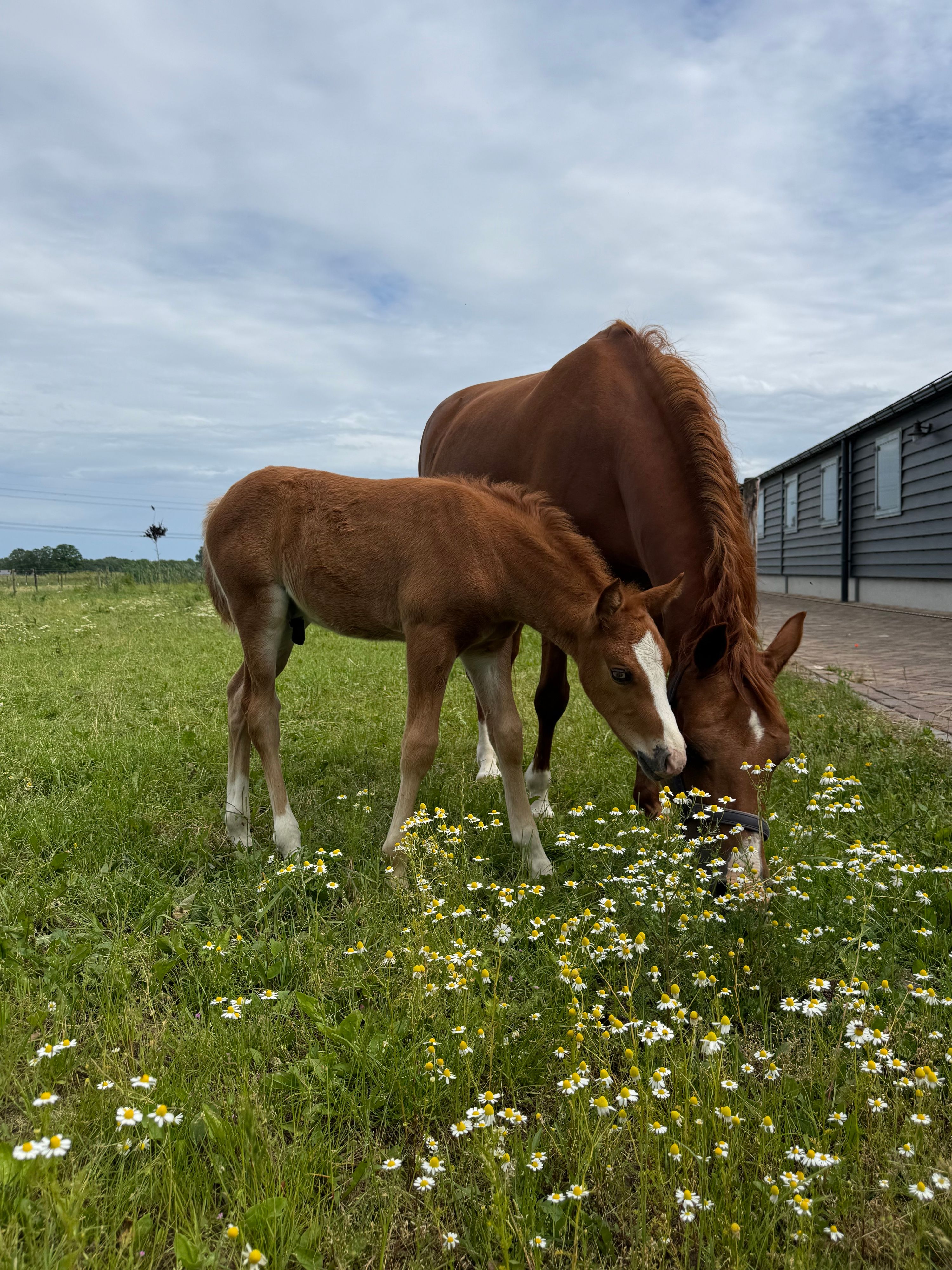 new-forest allround-pony hengst 0 jaar vos te koop - Foto 4