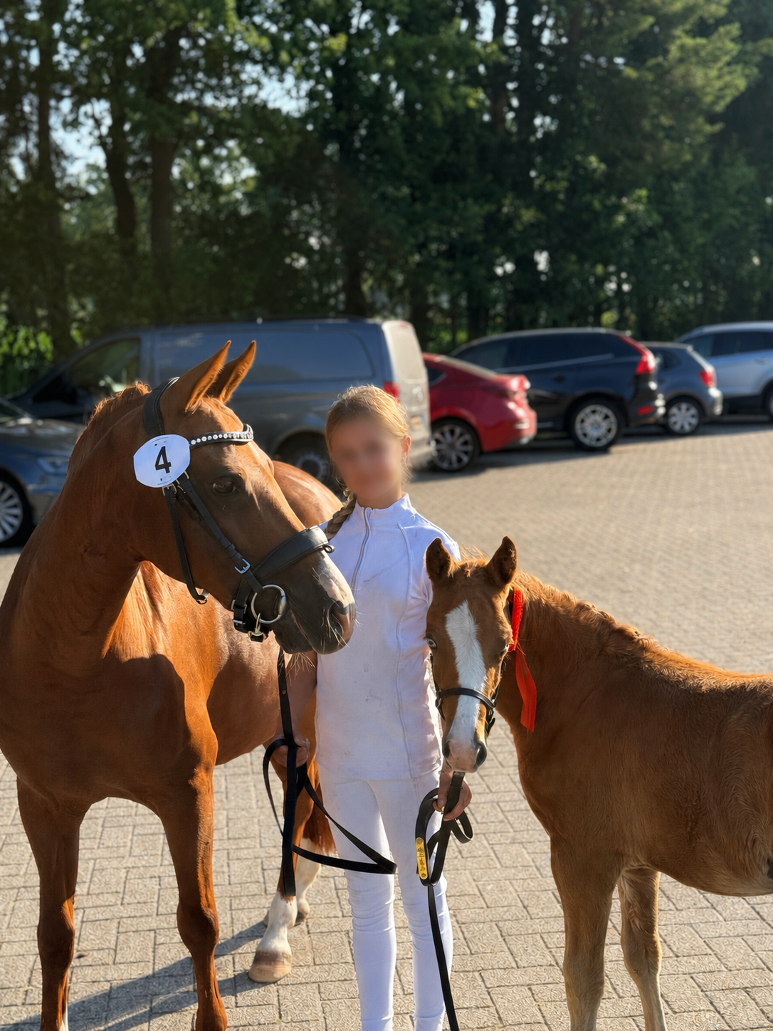 new-forest allround-pony hengst 0 jaar vos te koop - Foto 6