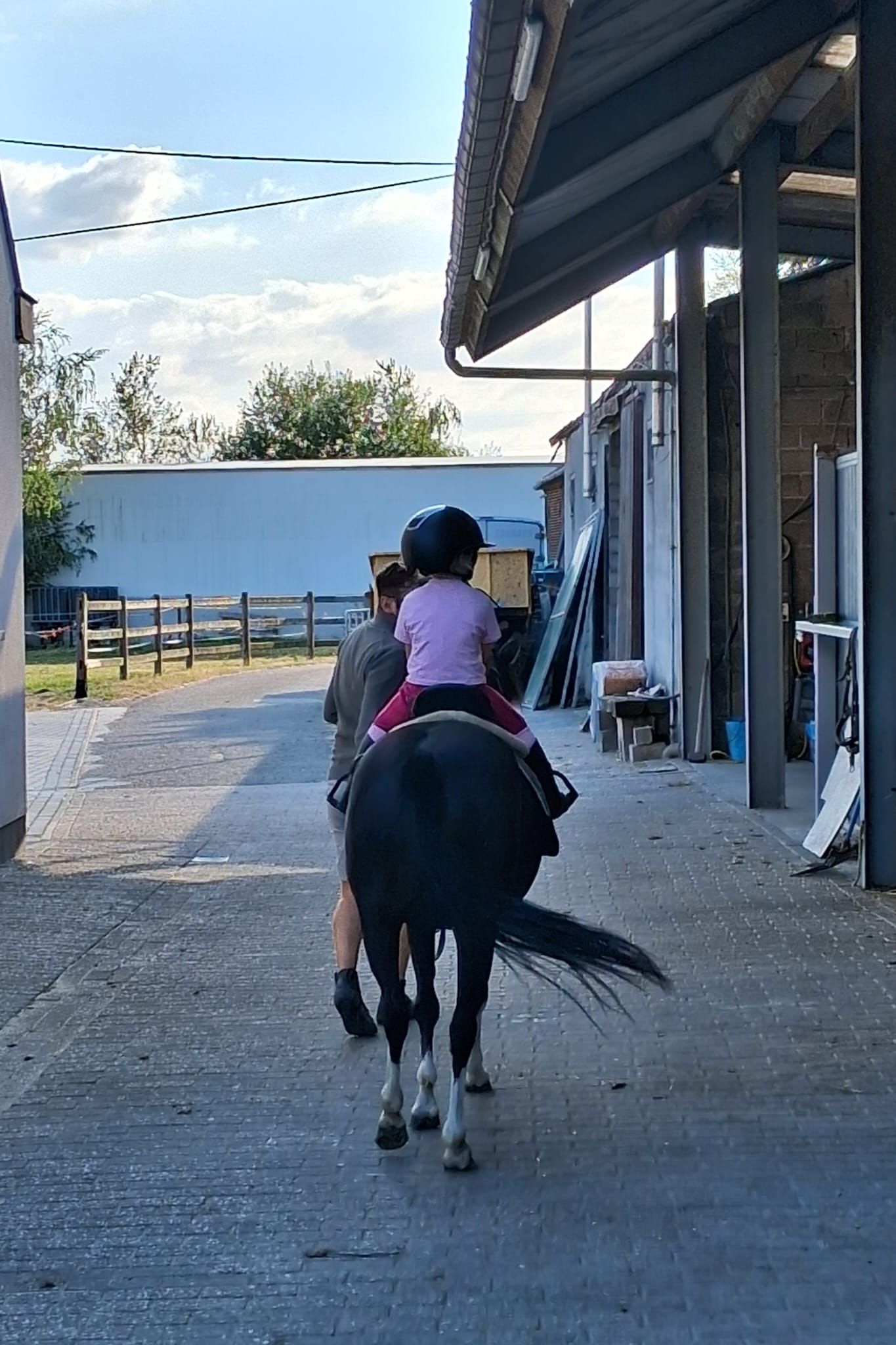 bwp springpony merrie 4 jaar donkerbruin te koop - Foto 3