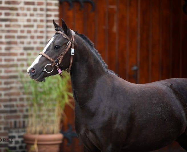 bwp springpony merrie 4 jaar donkerbruin te koop - Foto 2