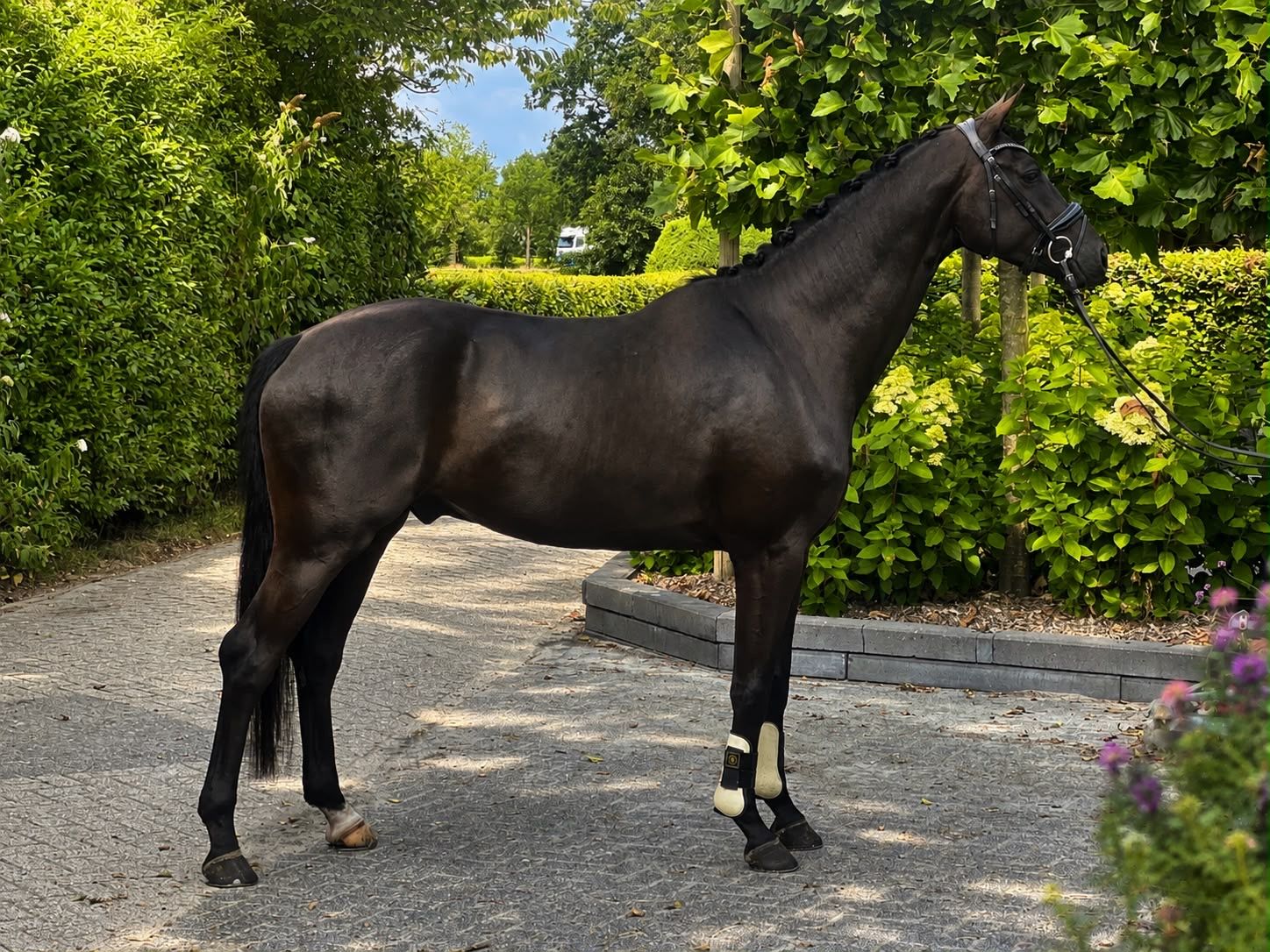 dressuurpaard ruin 4 år zwart till salu - Foto 2