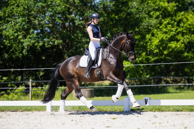 Talangfull och extremt snäll 4-årig valack till salu från en mycket bra stam!
