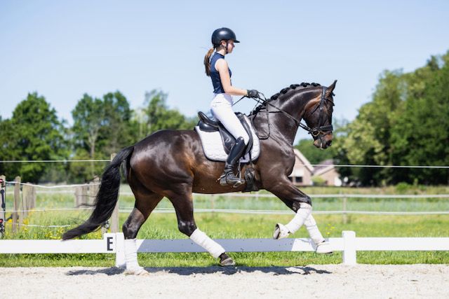 hanovarian dressuurpaard ruin 4 anos donkerbruin à venda - Foto 2