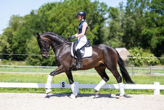 hanovarian dressuurpaard ruin 4 anos donkerbruin à venda - Foto 3