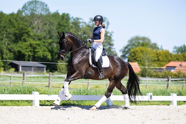 hanovarian dressuurpaard ruin 4 anos donkerbruin à venda - Foto 4