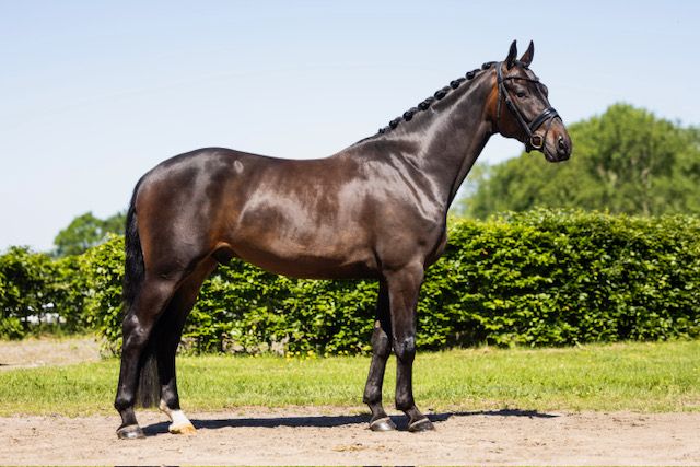 hanovarian dressuurpaard ruin 4 anos donkerbruin à venda - Foto 6
