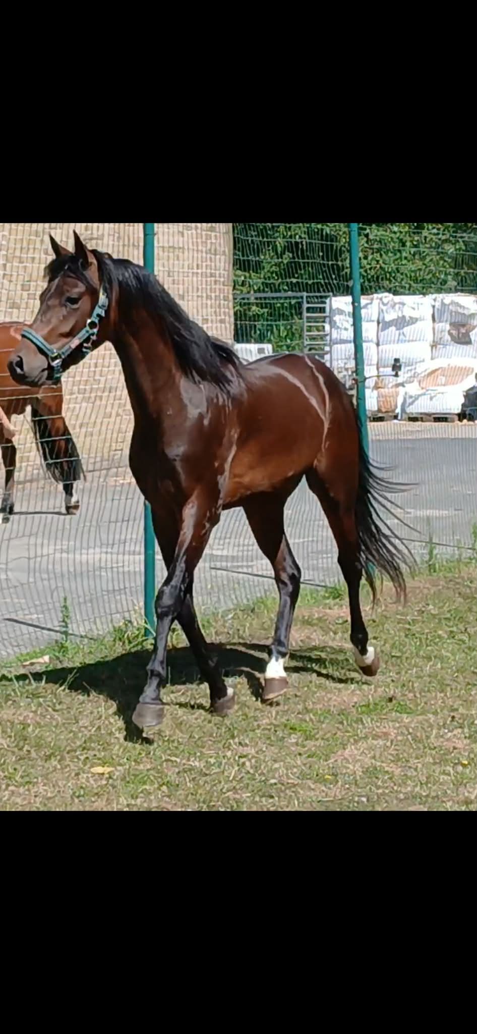 SMUK 2-ÅRS HINGST
