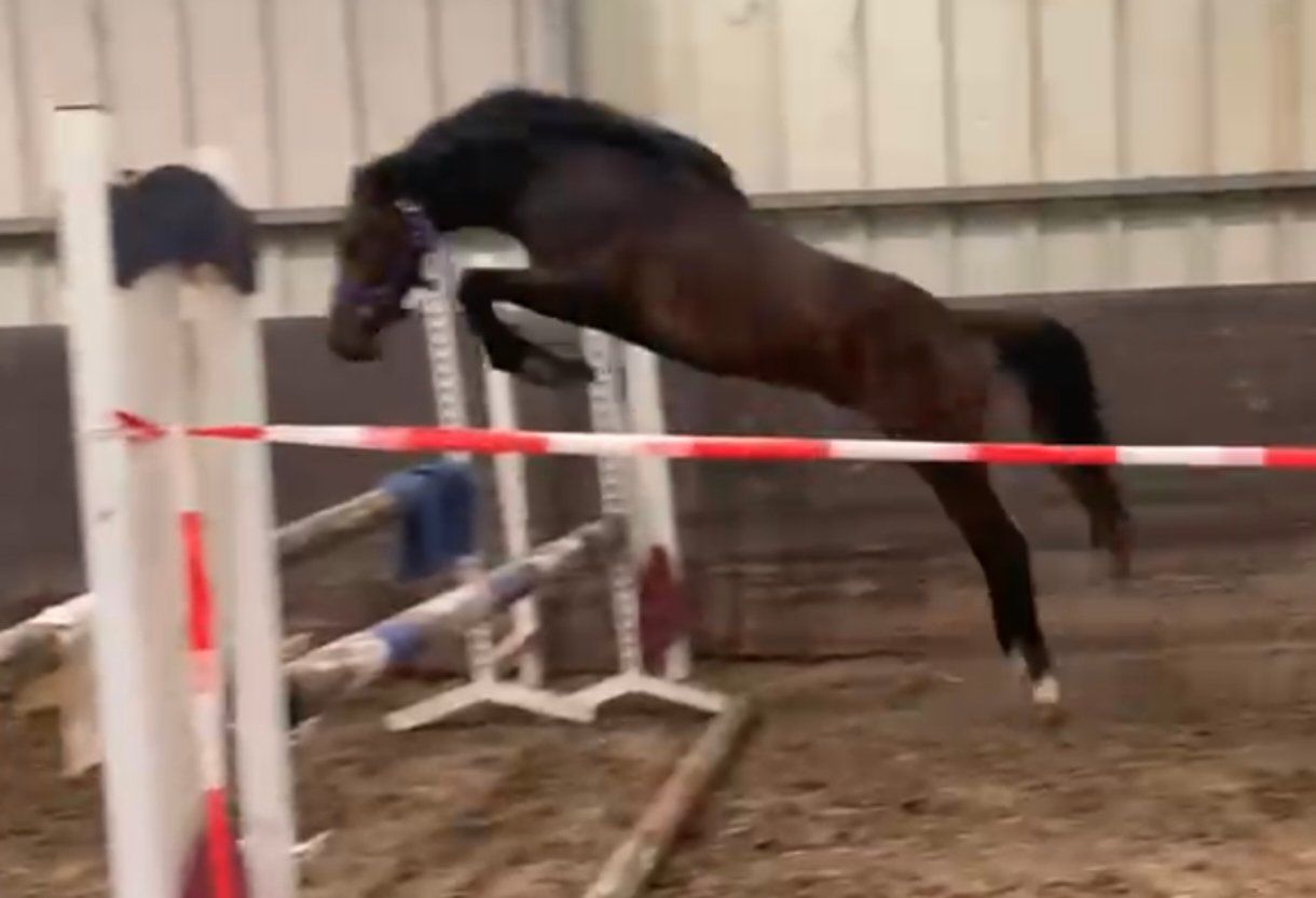 bwp allround-pony hengst 2 Jahre alt andere-kleur zu verkaufen - Foto 2