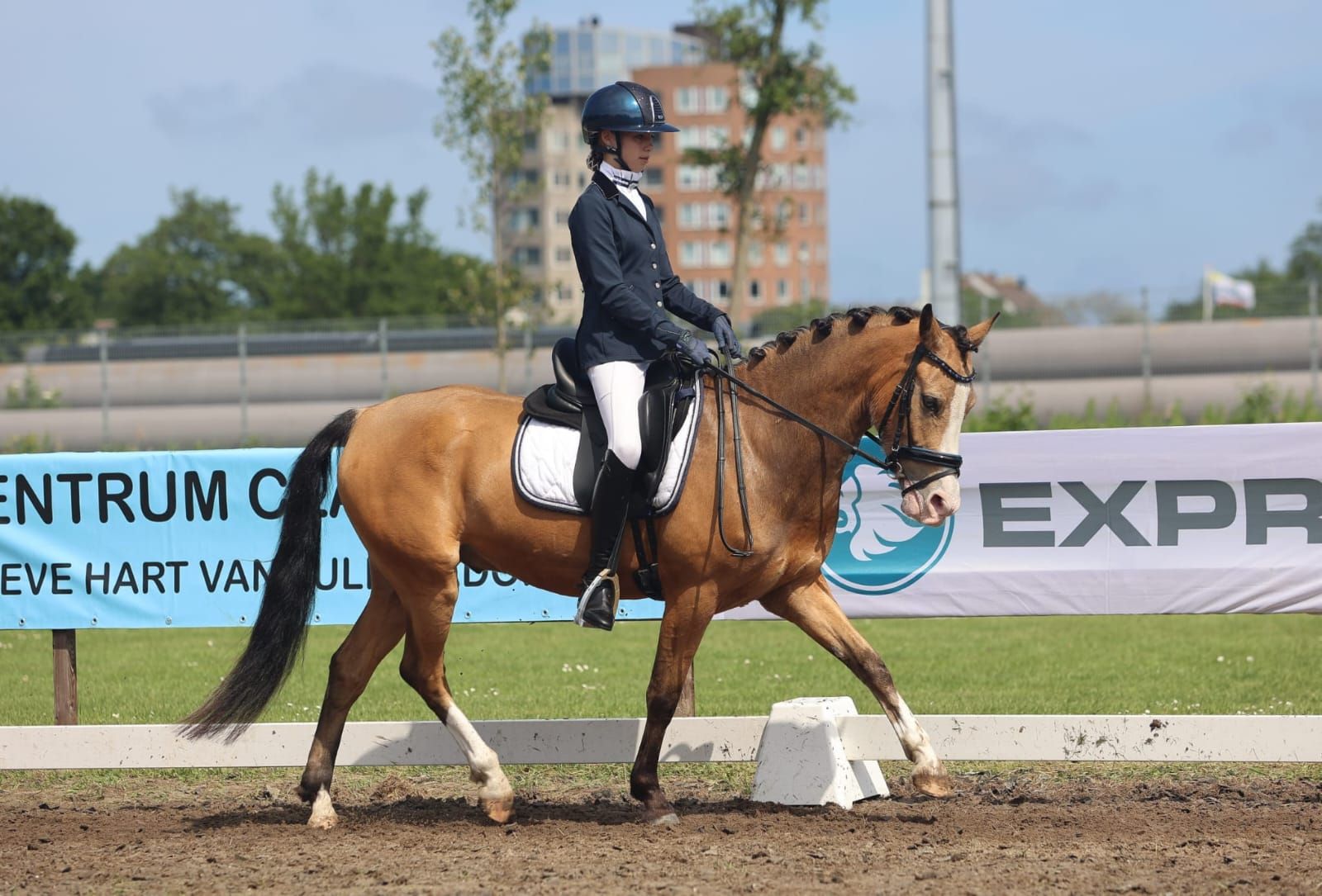 Valkkleurige Allround D Pony ruin