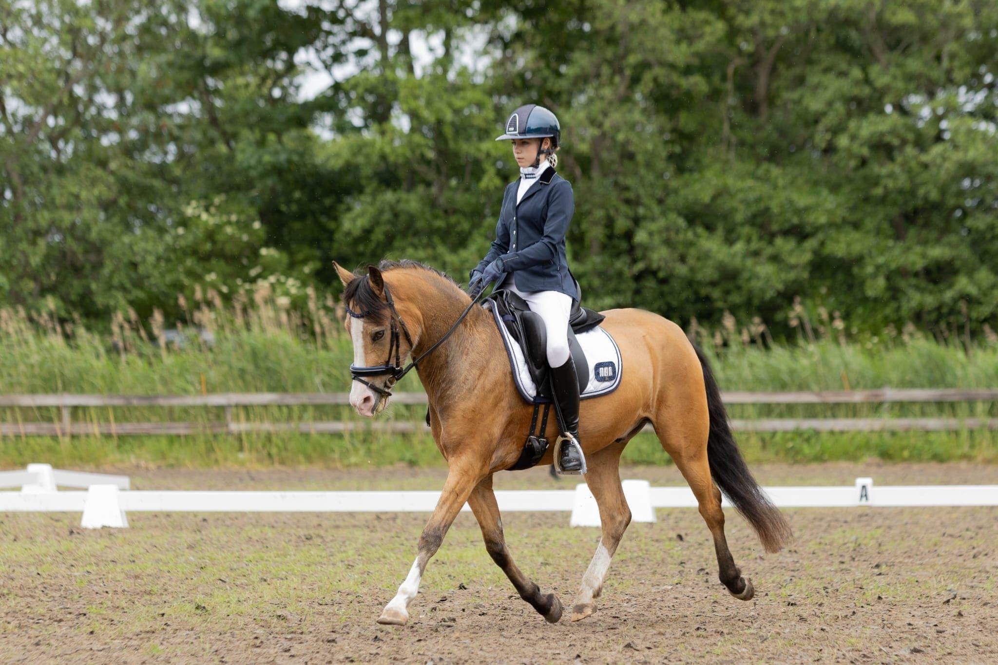 nrps allround-pony ruin 5 jaar andere-kleur te koop - Foto 2