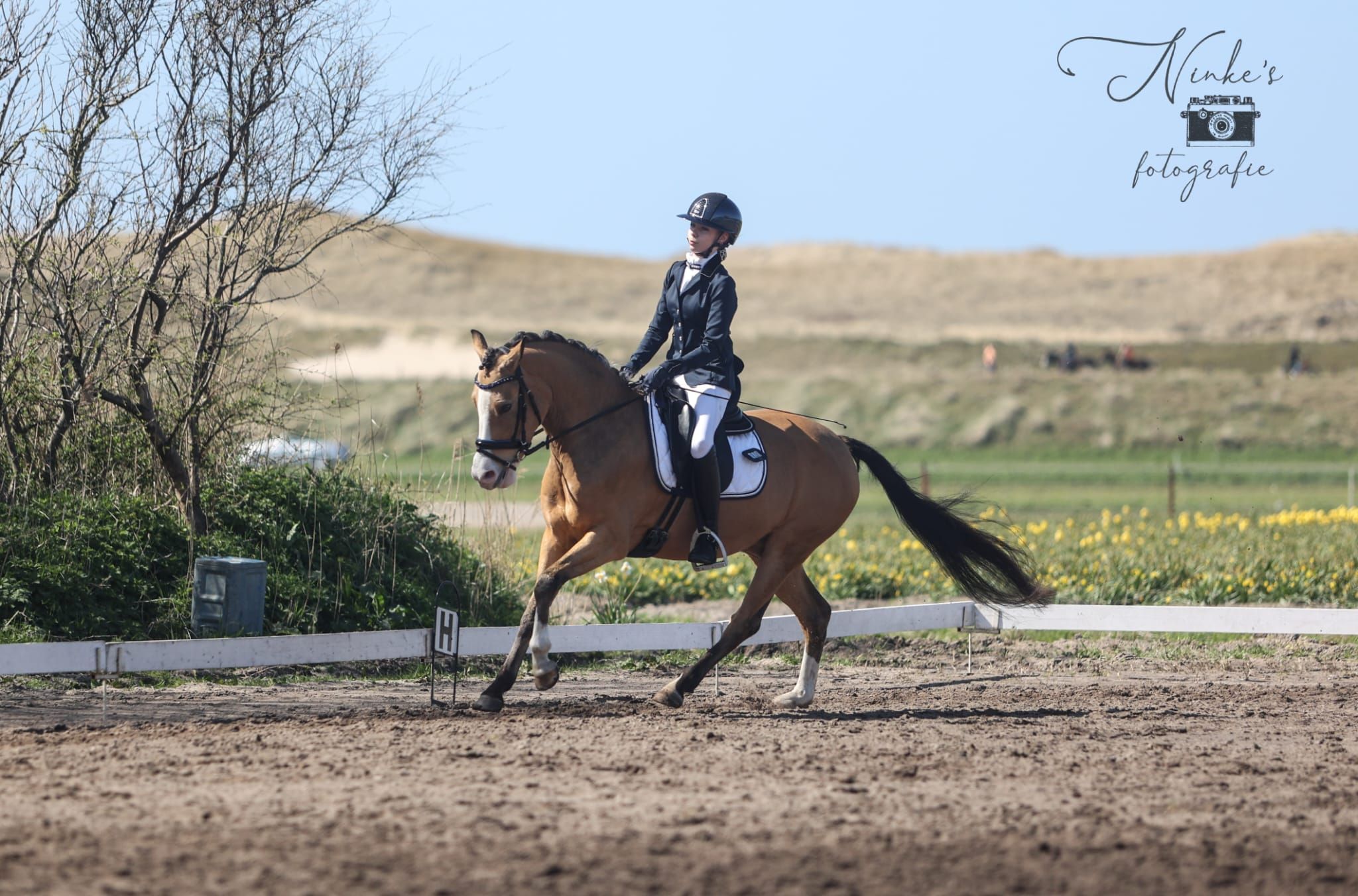 nrps allround-pony ruin 5 jaar andere-kleur te koop - Foto 4