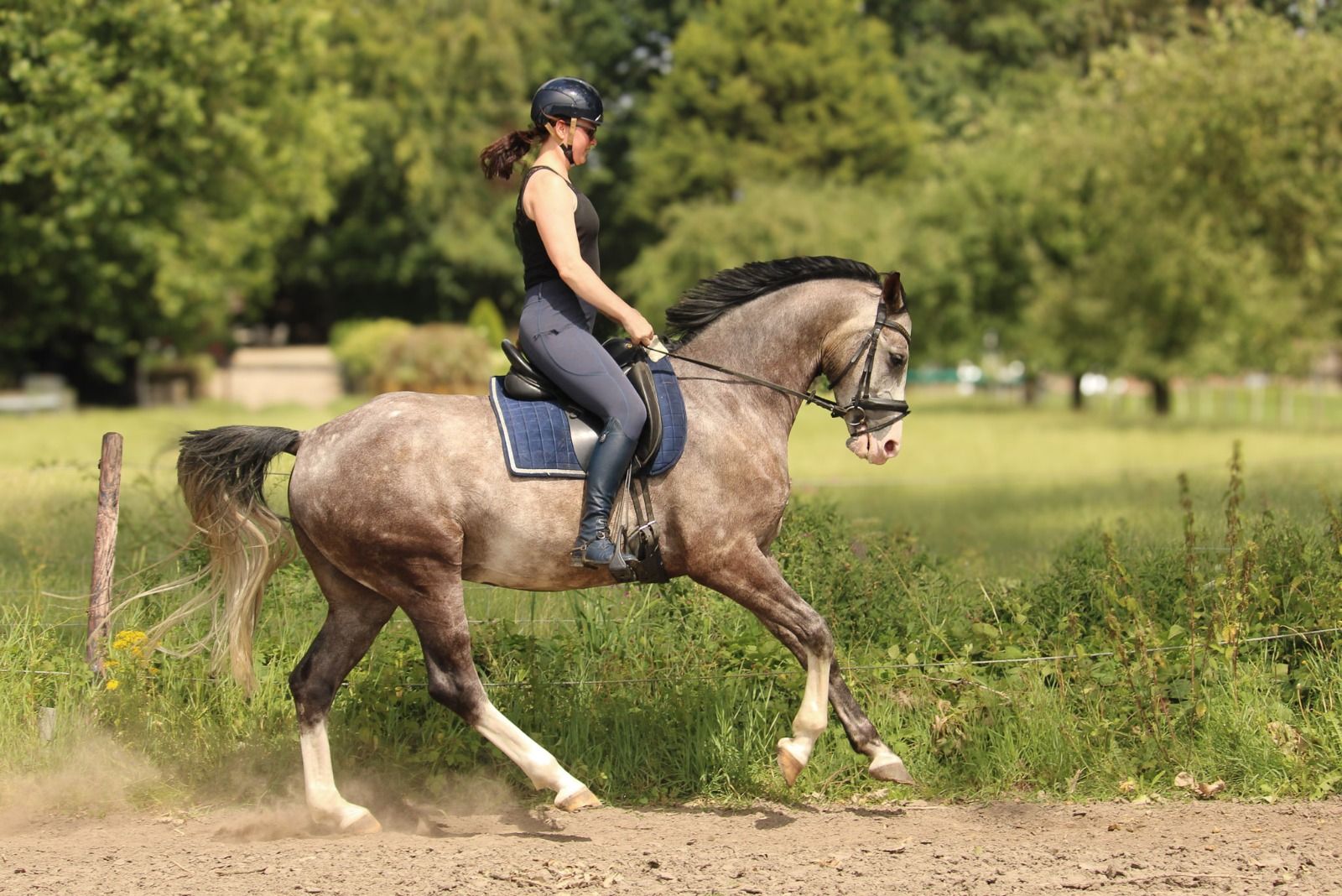 Likable, well-behaved gelding