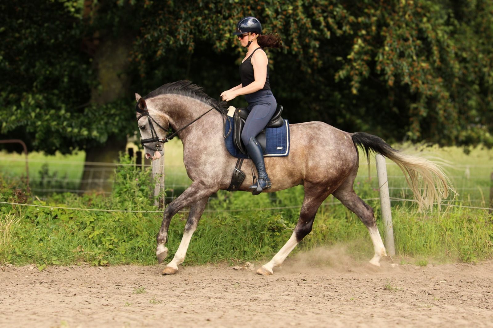 ander allrounder ruin 6 years old schimmel for sale - Photo 2