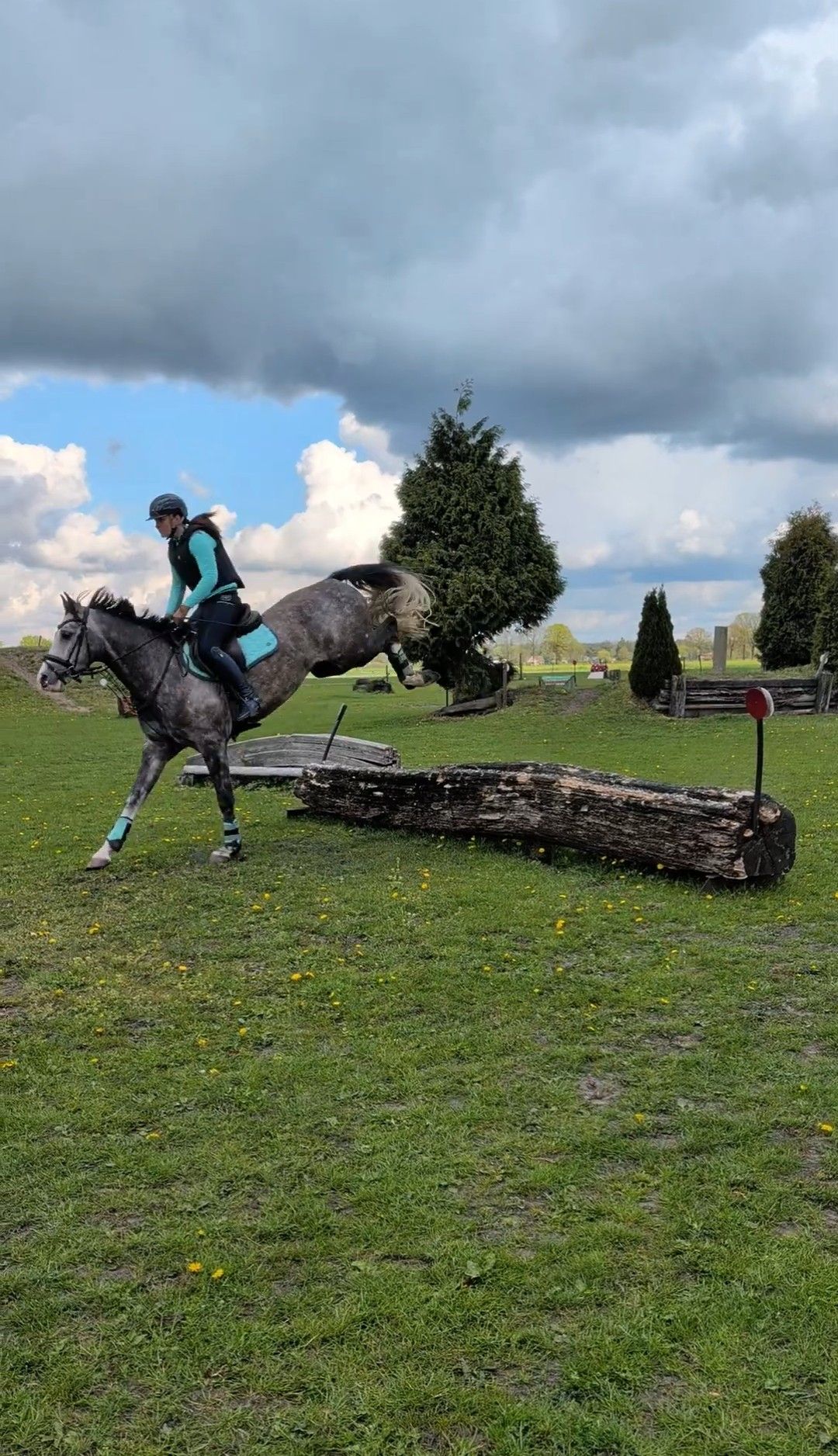 ander allrounder ruin 6 years old schimmel for sale - Photo 4