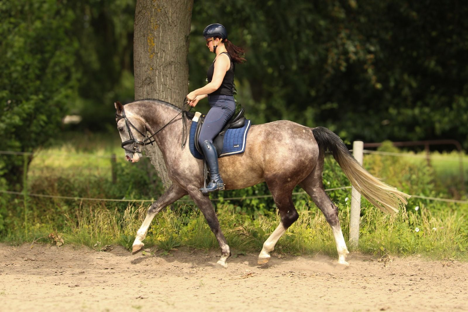 ander allrounder ruin 6 years old schimmel for sale - Photo 3