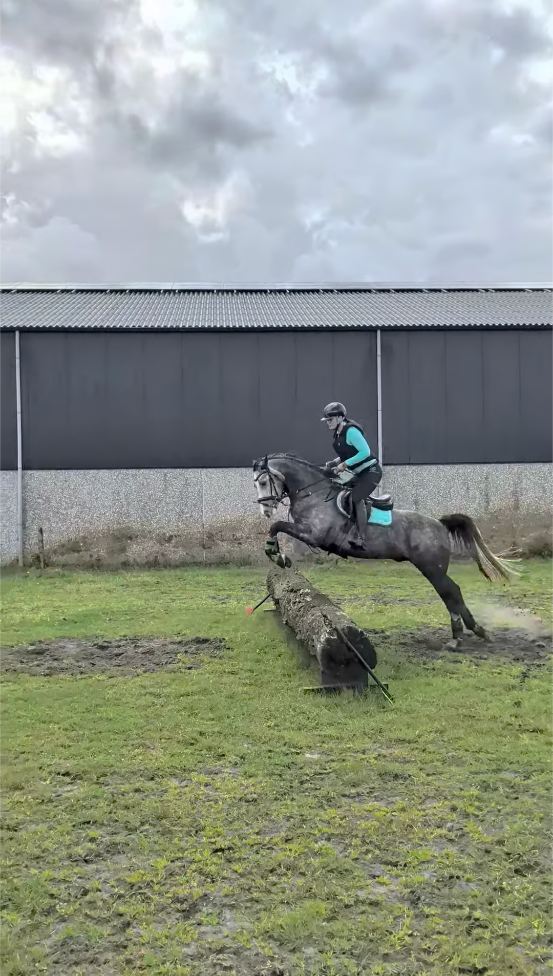 ander allrounder ruin 6 years old schimmel for sale - Photo 6