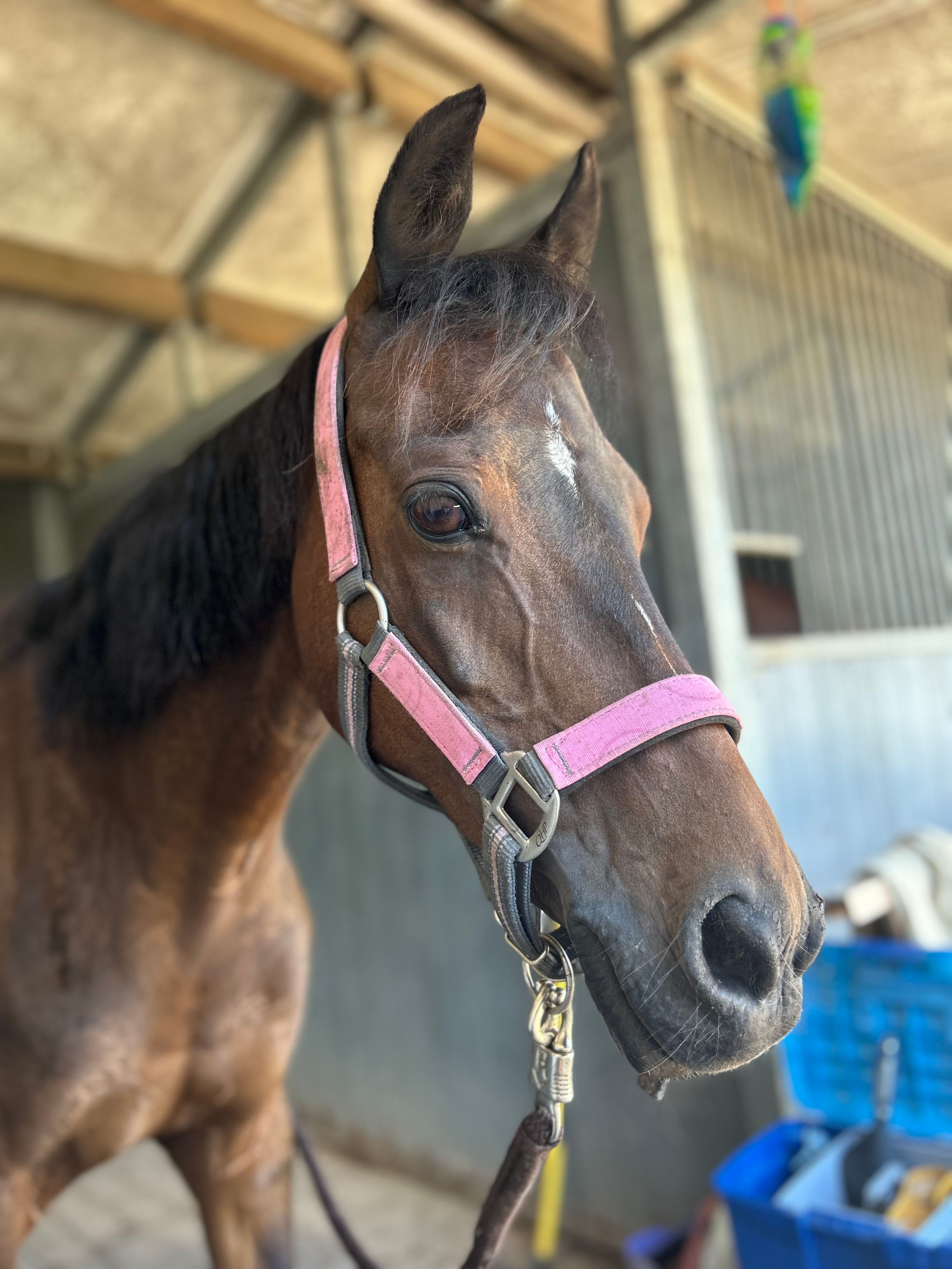 Sweet C-pony Welsh mare