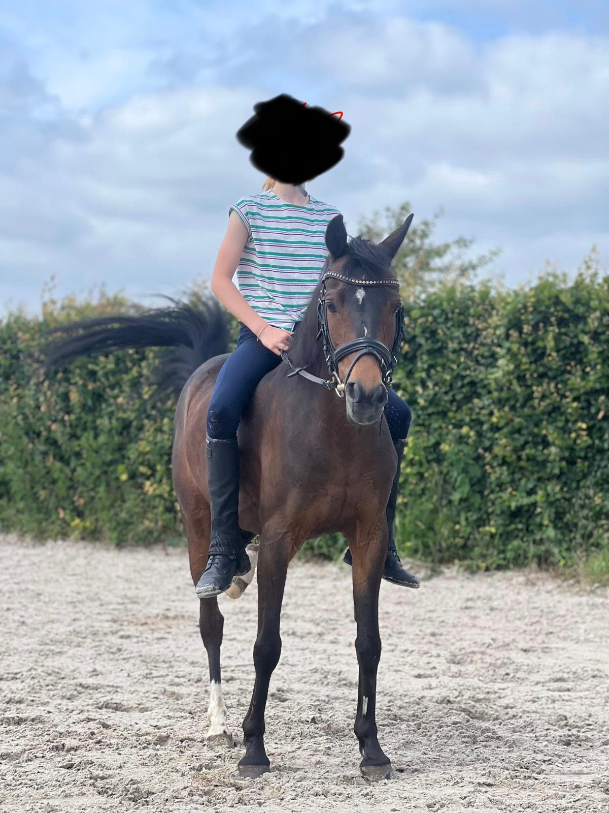 welsh allround-pony merrie 13 anos donkerbruin à venda - Foto 4