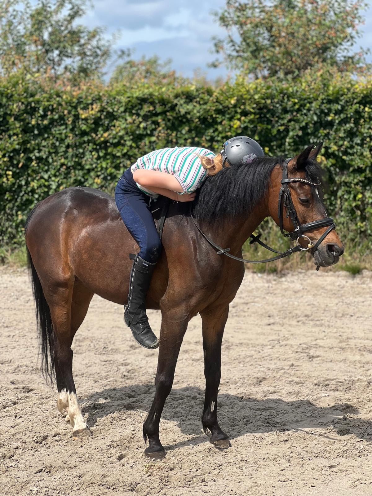 welsh allround-pony merrie 13 anos donkerbruin à venda - Foto 3