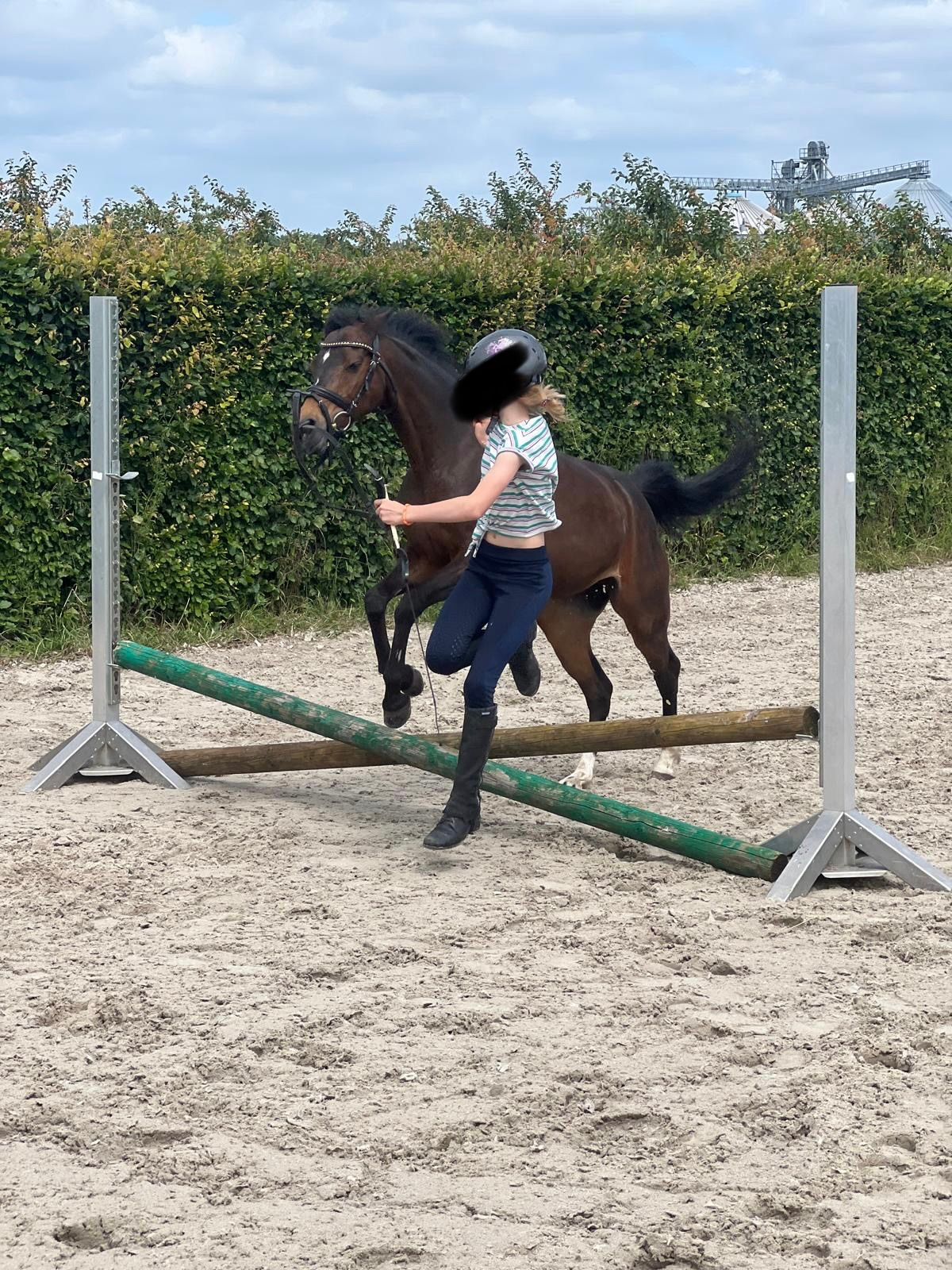 welsh allround-pony merrie 13 anos donkerbruin à venda - Foto 2