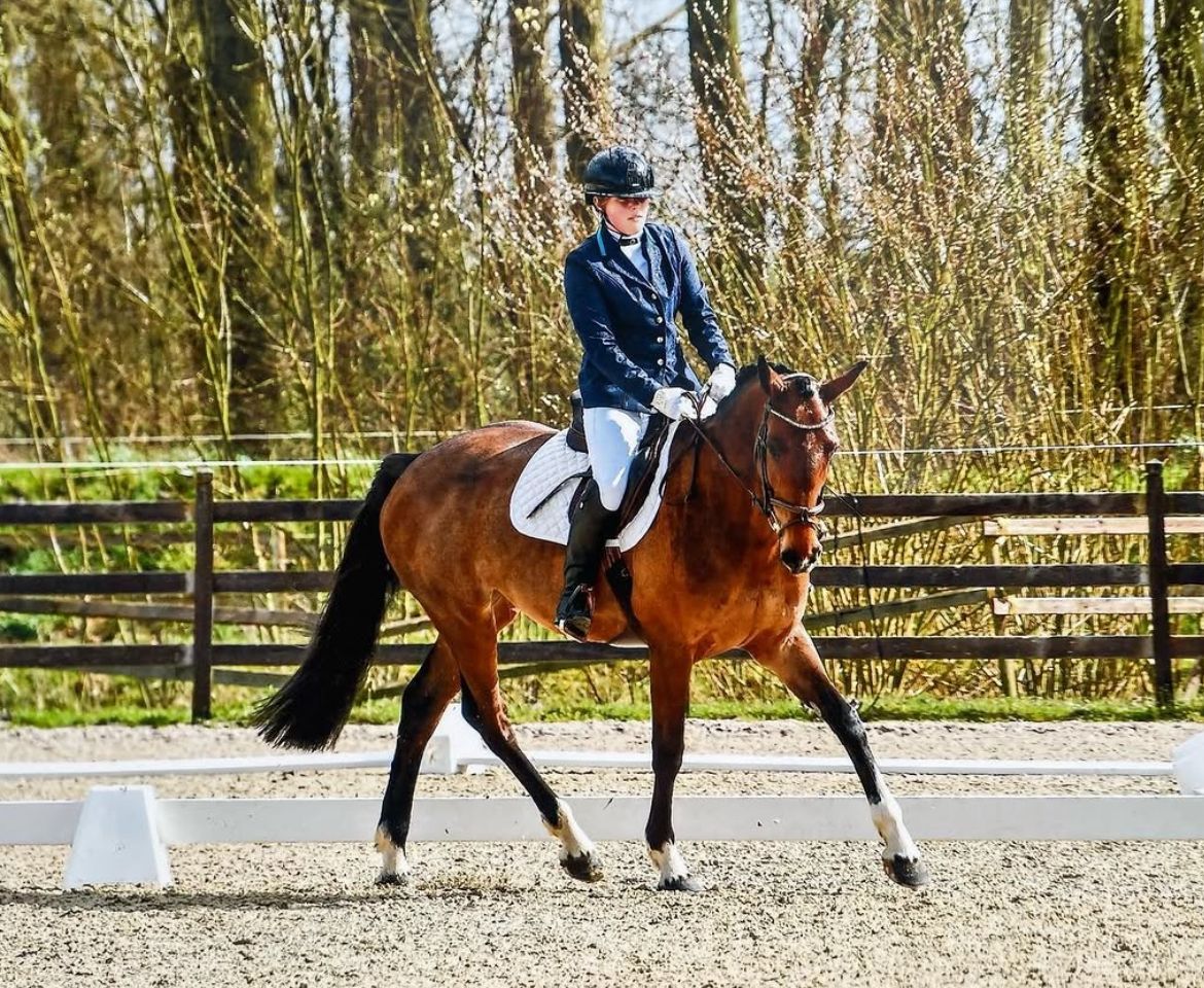 zangersheide springpaard merrie 13 years old donkerbruin for sale - Photo 4