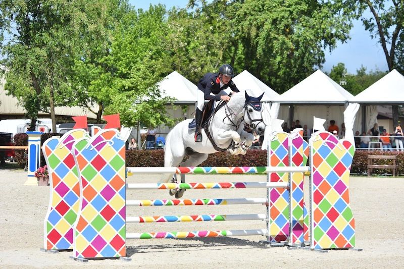 showjumper for sale