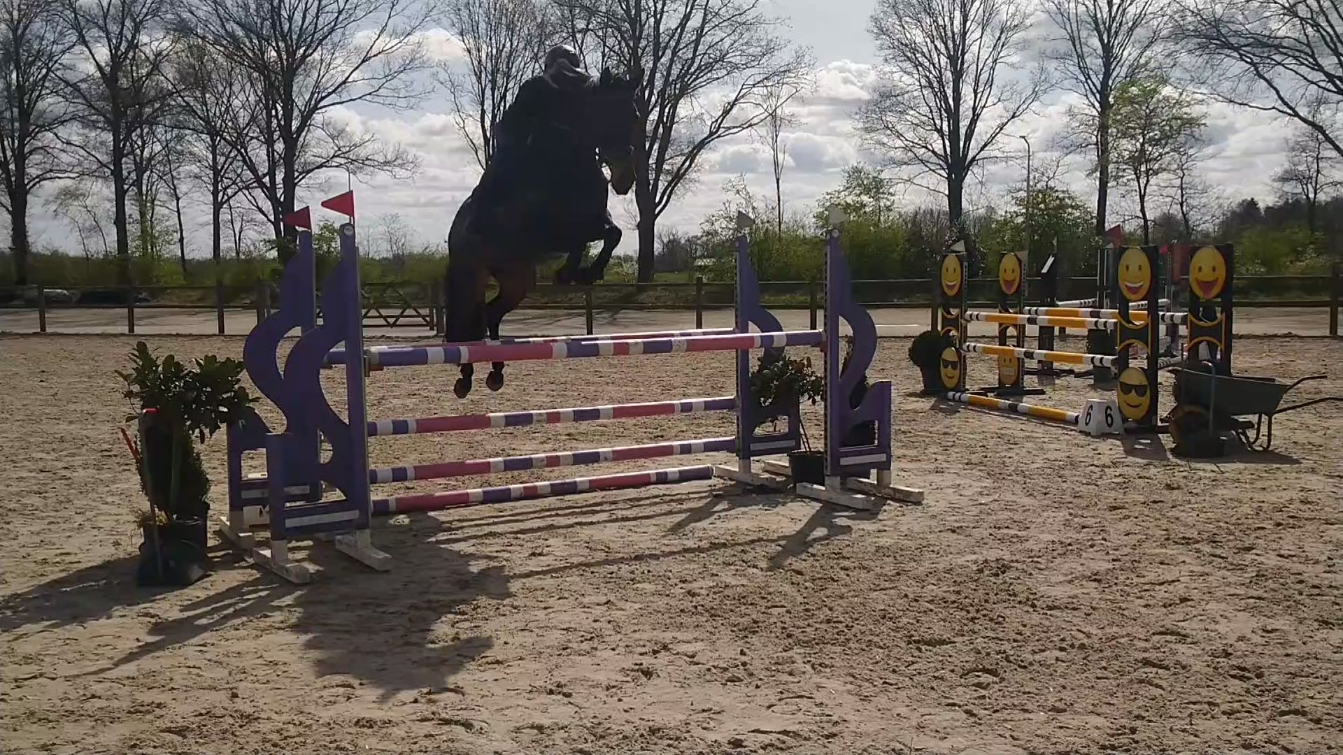 kwpn springpaard merrie 11 岁 donkerbruin 出售 - 照片 3