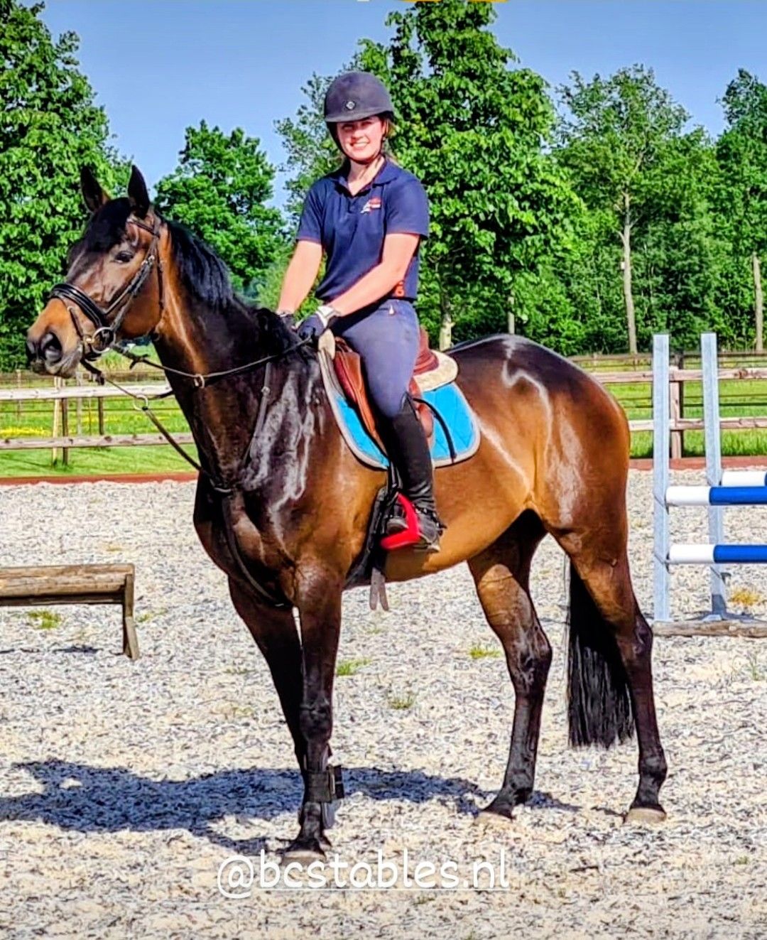 kwpn springpaard merrie 11 岁 donkerbruin 出售 - 照片 2