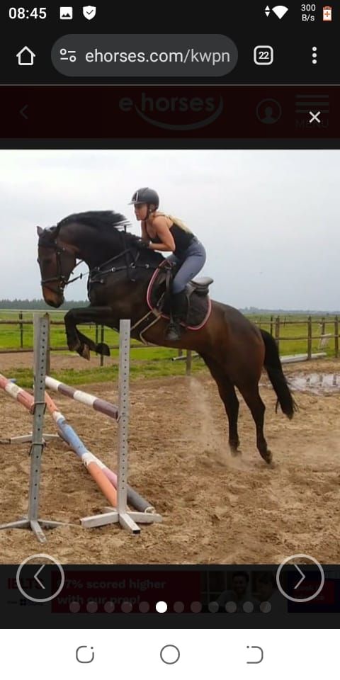 kwpn springpaard merrie 11 岁 donkerbruin 出售 - 照片 5