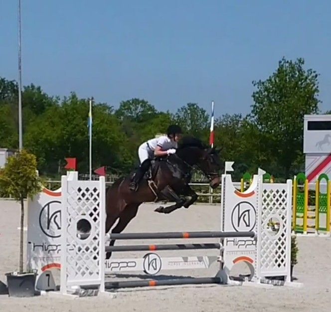kwpn springpaard merrie 11 岁 donkerbruin 出售 - 照片 6