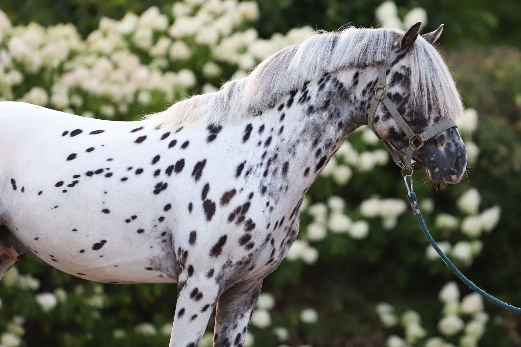Unieke 3 jarige C sportpony met veel potentie