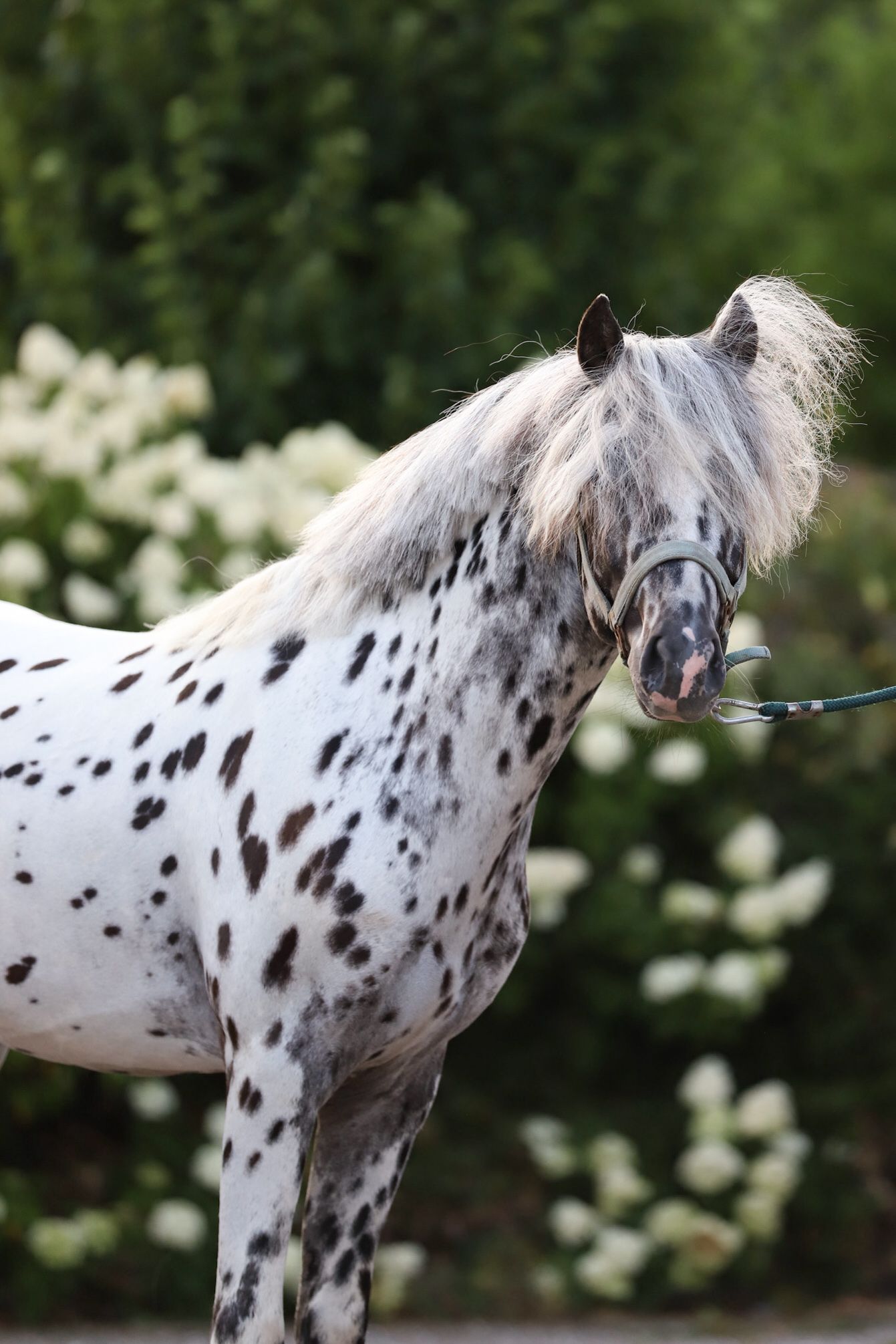 appaloosa-pony allround-pony hengst 3 jaar andere-kleur te koop - Foto 5