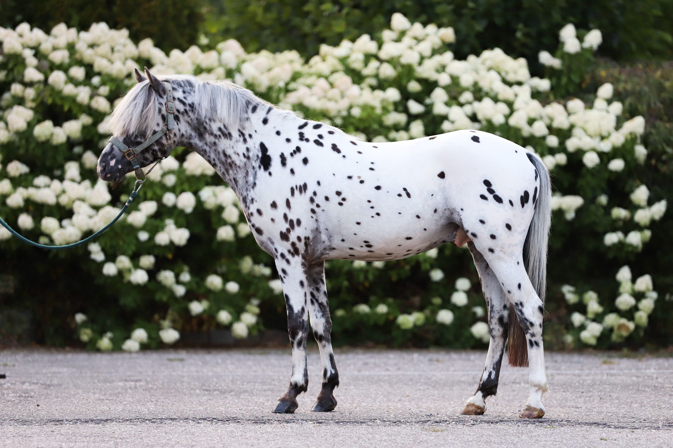 appaloosa-pony allround-pony hengst 3 jaar andere-kleur te koop - Foto 3