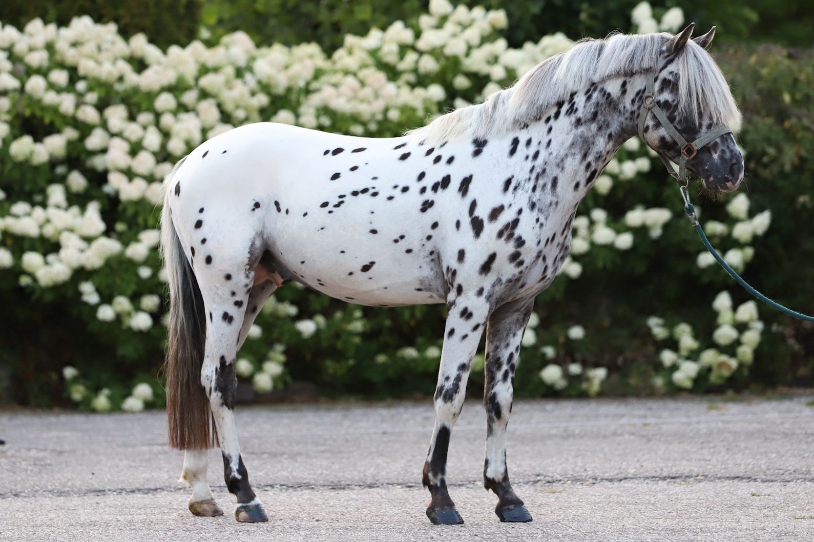 appaloosa-pony allround-pony hengst 3 jaar andere-kleur te koop - Foto 2