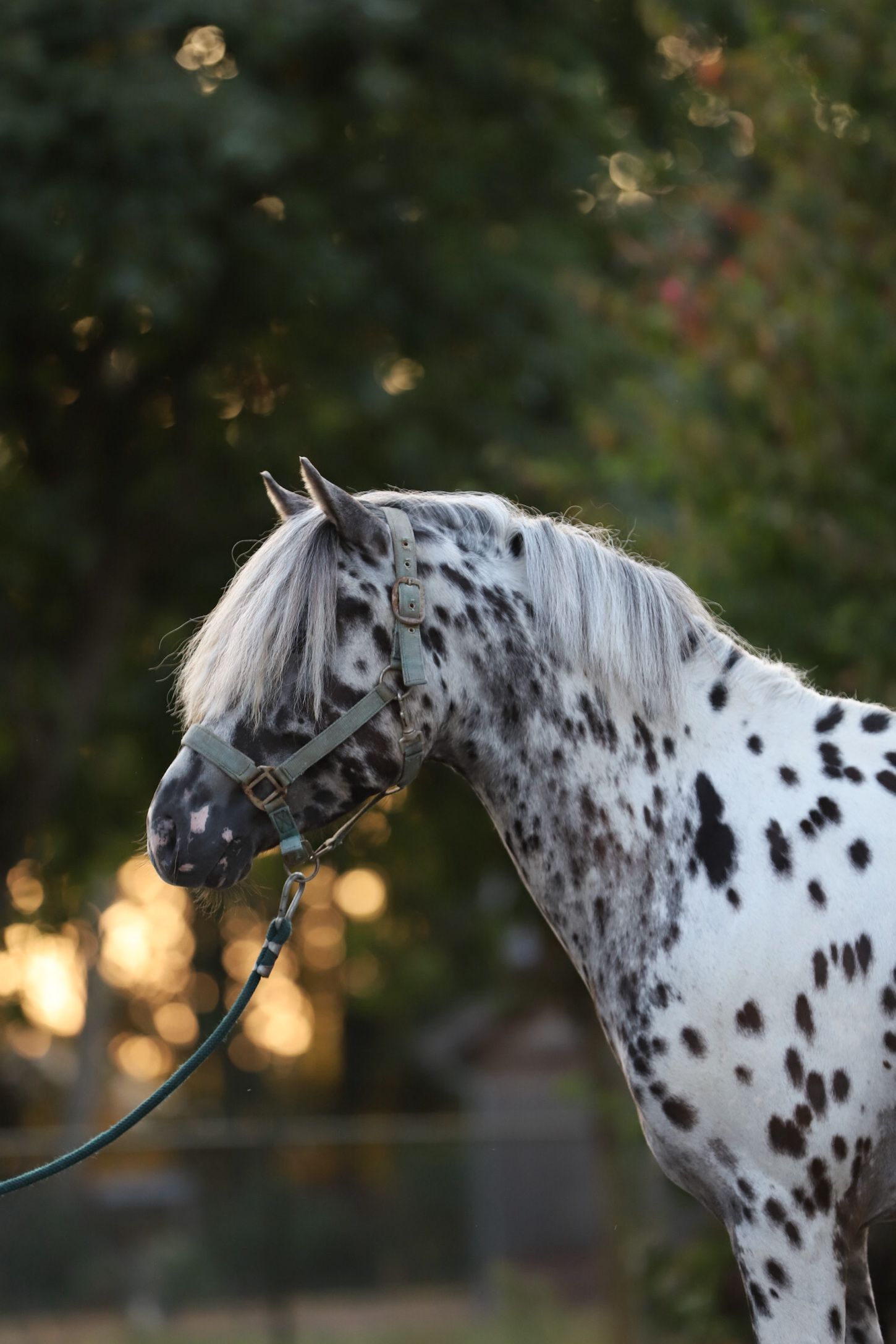 appaloosa-pony allround-pony hengst 3 jaar andere-kleur te koop - Foto 4