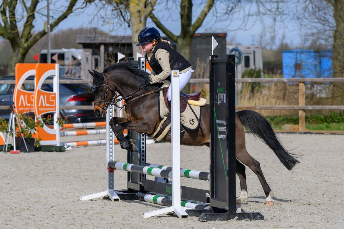 welsh allround-pony ruin 13 anos donkerbruin à venda - Foto 6