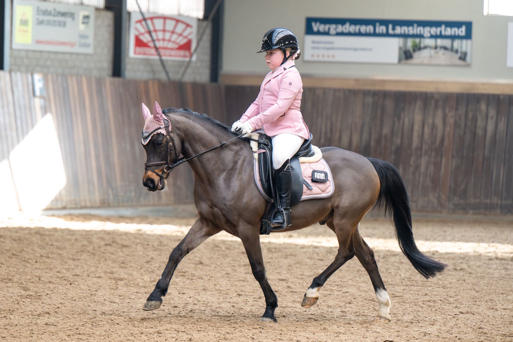 welsh allround-pony ruin 13 anos donkerbruin à venda - Foto 4