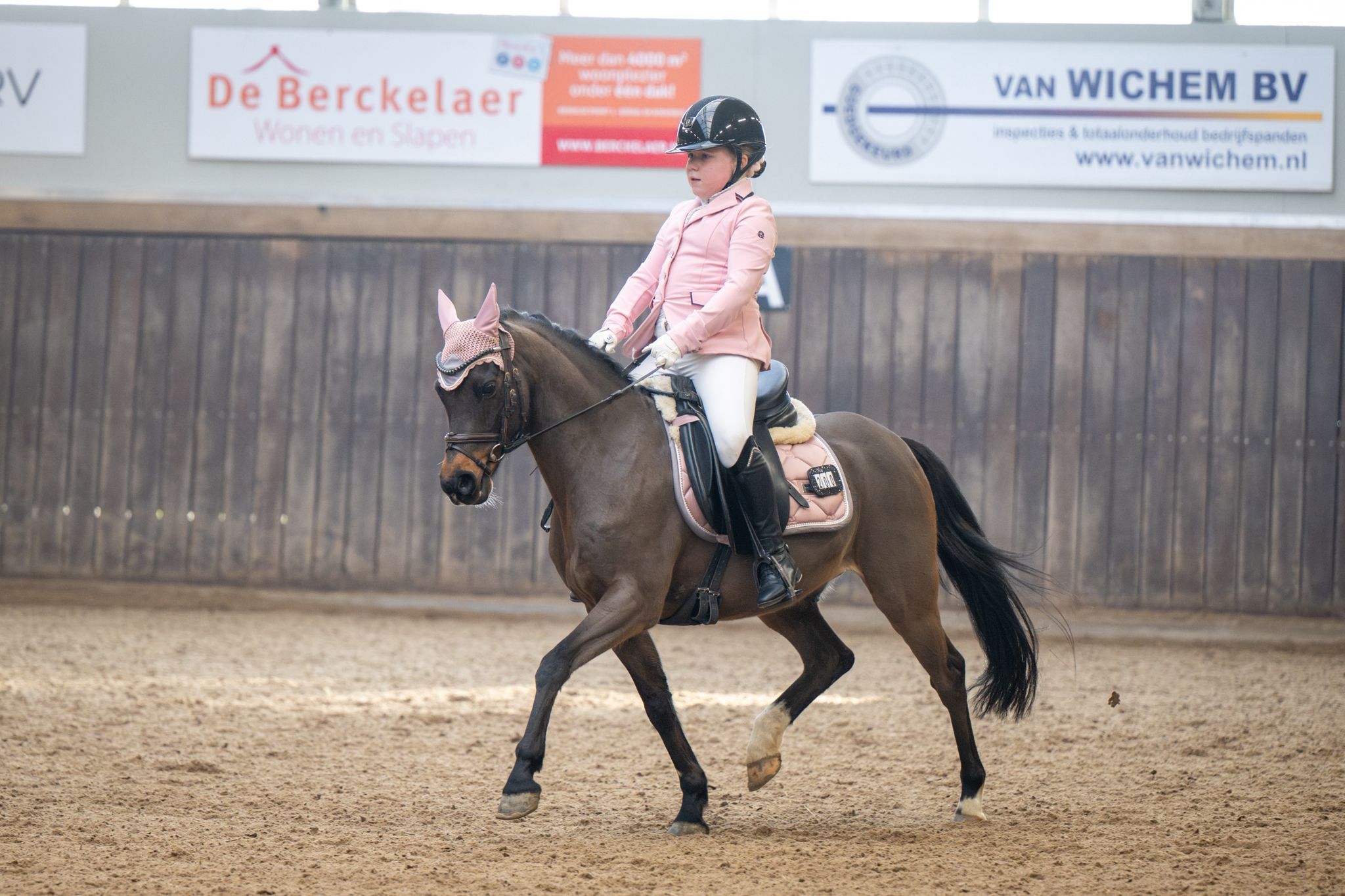 welsh allround-pony ruin 13 anos donkerbruin à venda - Foto 3