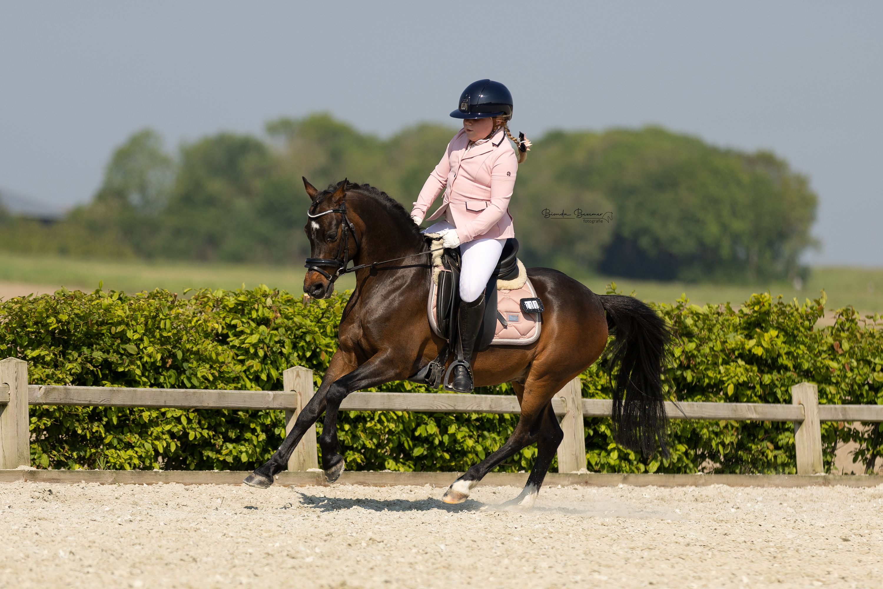 welsh allround-pony ruin 13 anos donkerbruin à venda - Foto 5