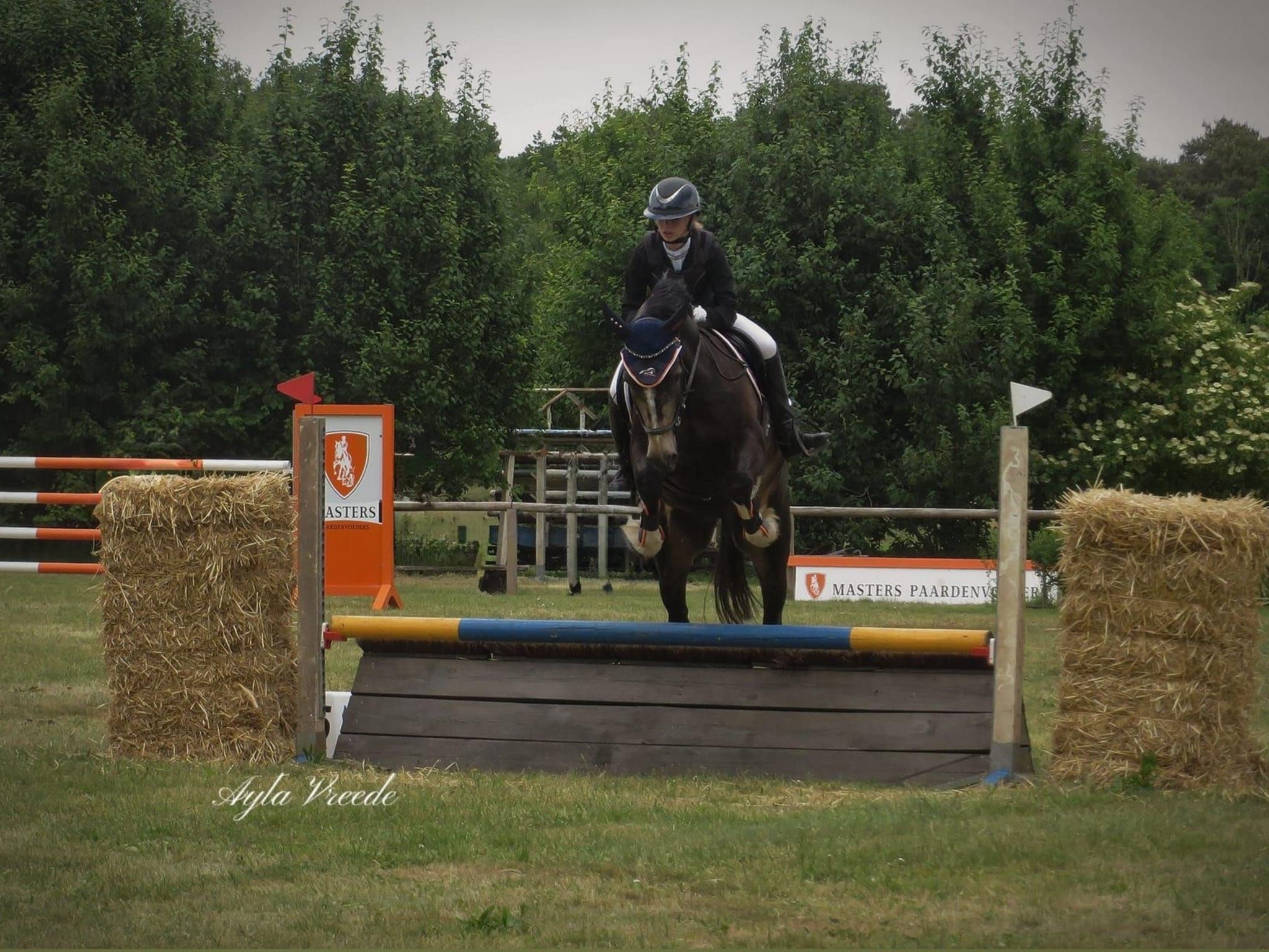 recreatie-pony ruin 13 jaar donkerbruin te koop - Foto 5