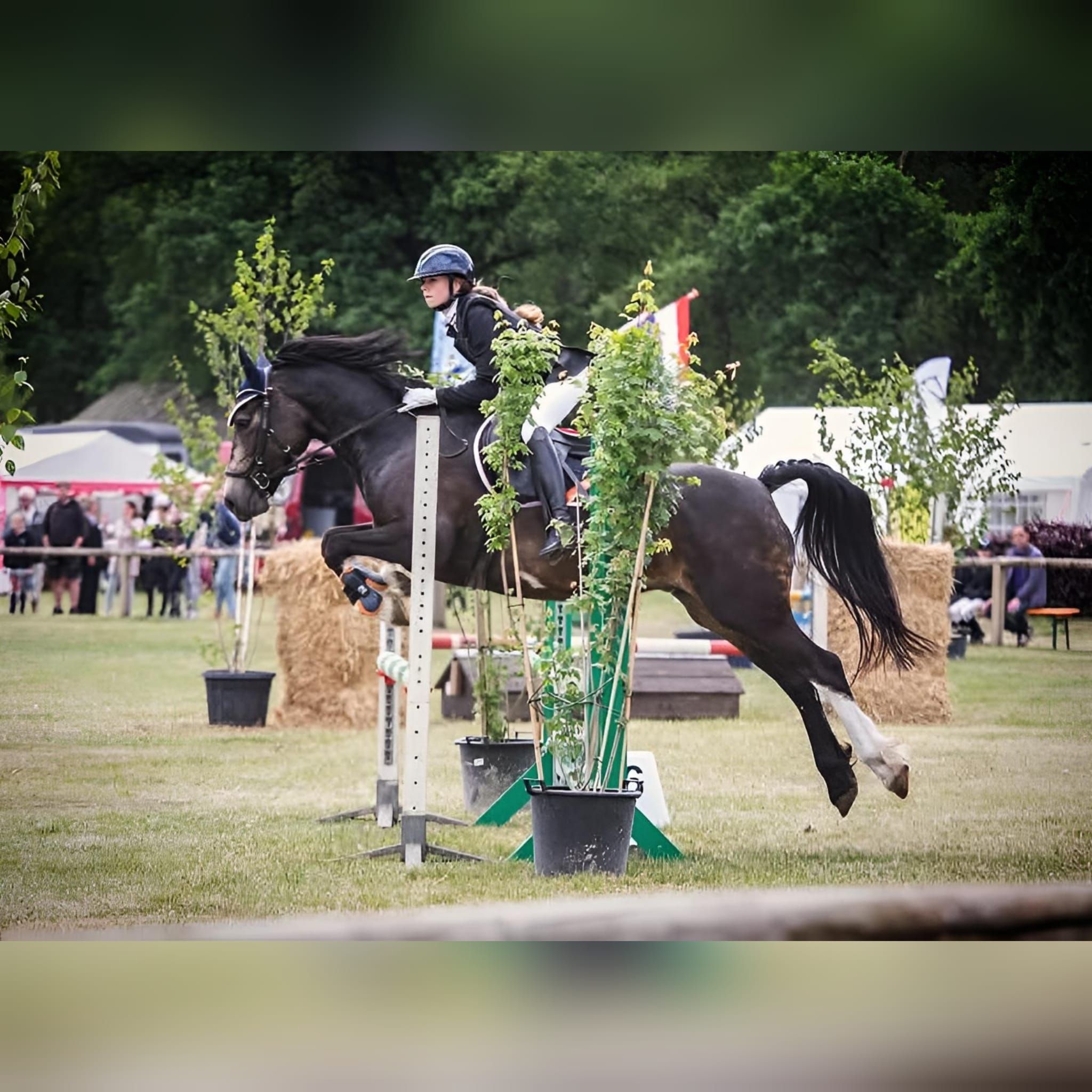 recreatie-pony ruin 13 jaar donkerbruin te koop - Foto 3