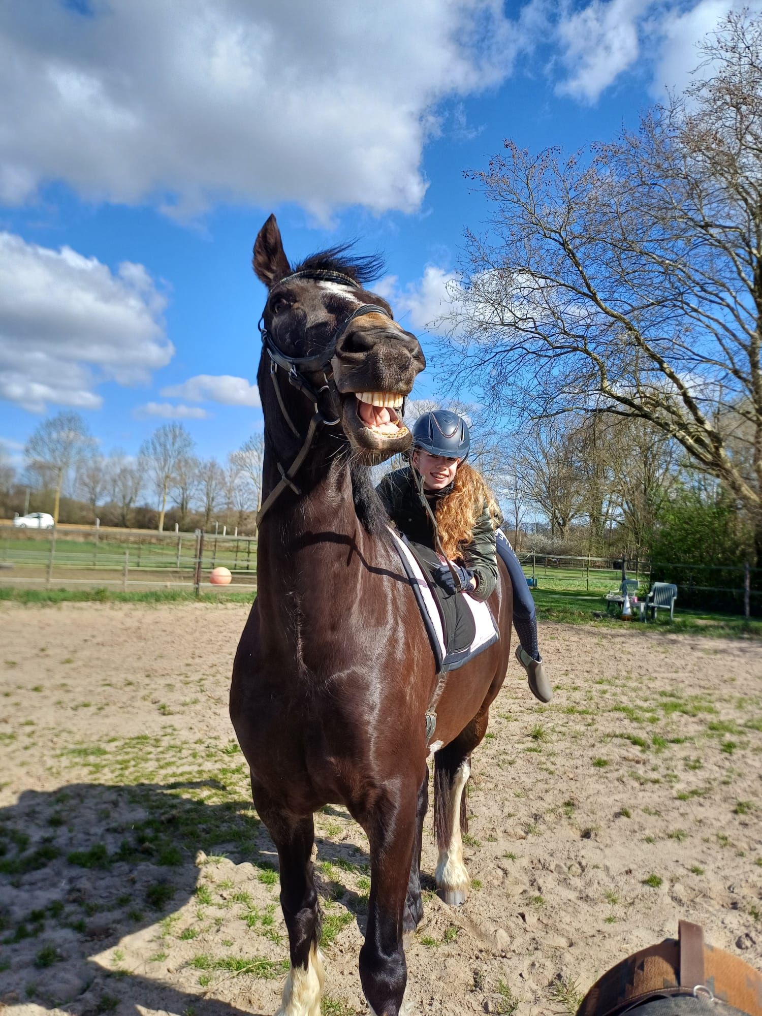 recreatie-pony ruin 13 jaar donkerbruin te koop - Foto 4