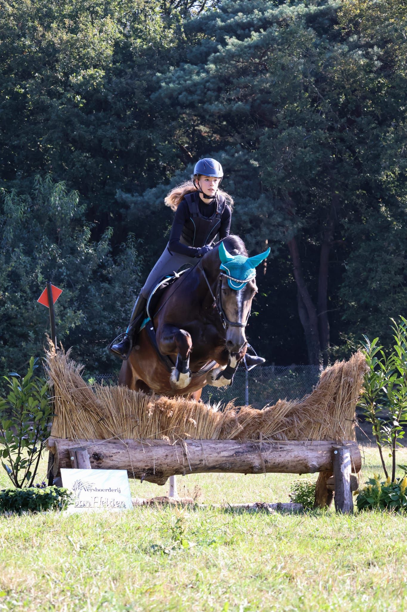 recreatie-pony ruin 13 jaar donkerbruin te koop - Foto 2