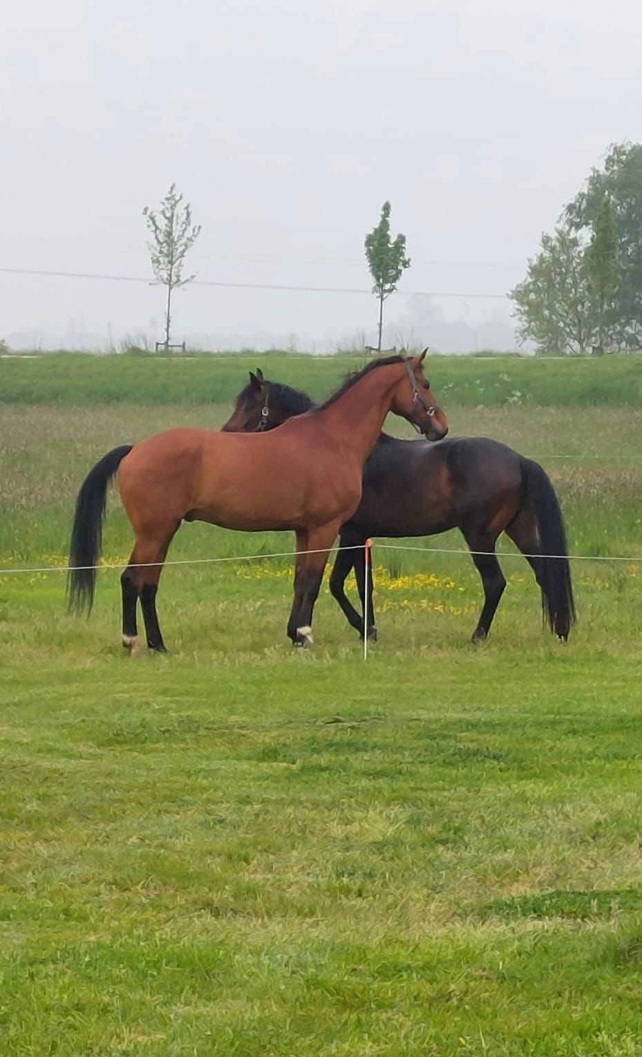 kwpn dressuurpaard ruin 15 år bruin till salu - Foto 4