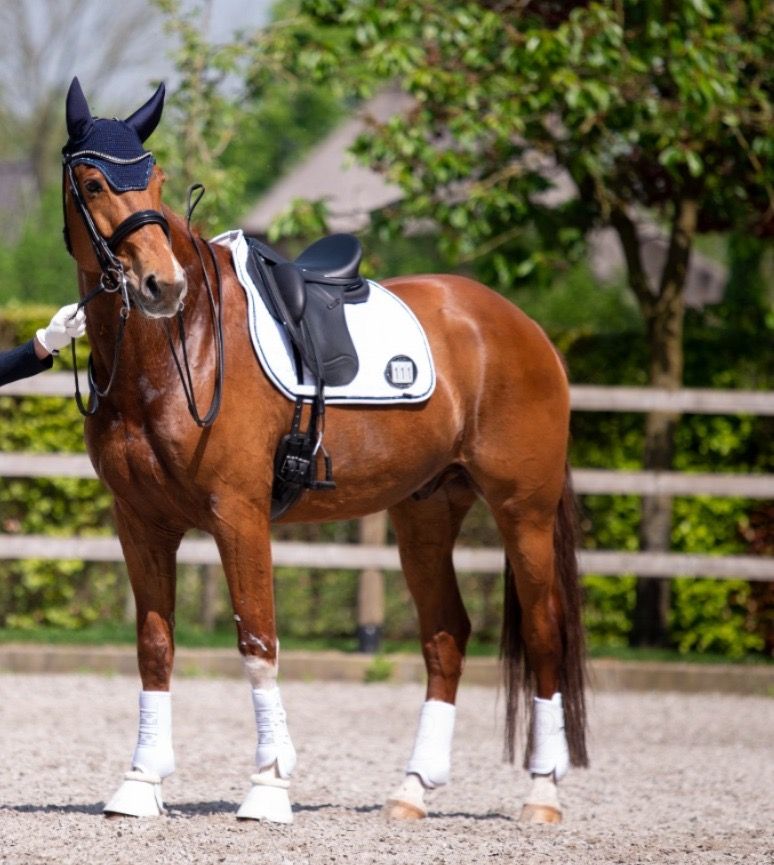 kwpn dressuurpaard ruin 11 anos vos à venda - Foto 2